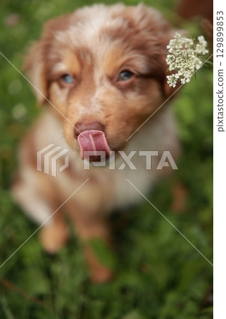Brown and white dog is sitting on the grass and licking its nose Brown and white dog is sitting on the grass and licking its nose 129899853