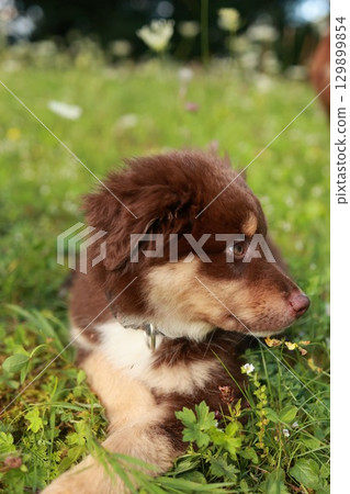 Brown and white dog is laying in the grass Brown and white dog is laying in the grass 129899854