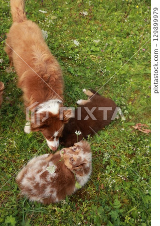 Three dogs are playing in a grassy field 129899979