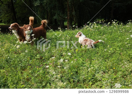 Three dogs are playing in a field of grass 129899986