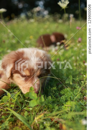 Brown and white dog is laying in the grass 129900006