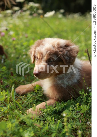 Brown and white dog is laying in the grass 129900009