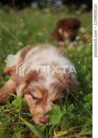Brown and white dog is laying in the grass 129900010