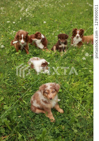 Group of puppies are playing in a field of grass 129900011