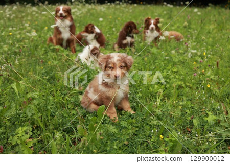 Group of puppies are sitting in a field of grass 129900012