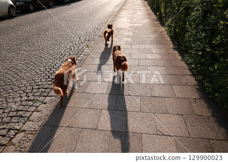 Three dogs are walking down a sidewalk 129900023