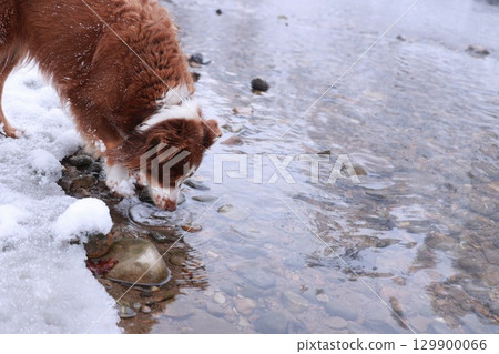 Dog is drinking water from a river Dog is drinking water from a river 129900066
