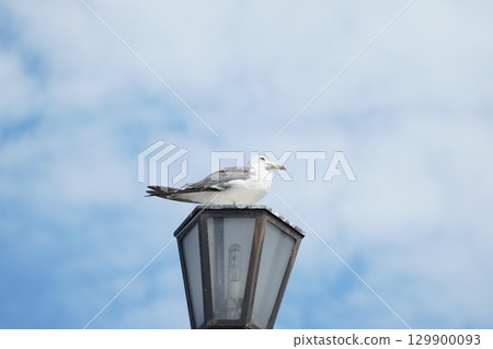 Female cat Female cat 129900093