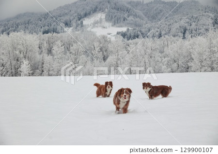 Three dogs are running in the snow Three dogs are running in the snow 129900107