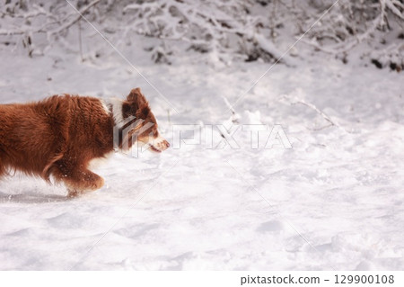 Dog is running through the snow 129900108