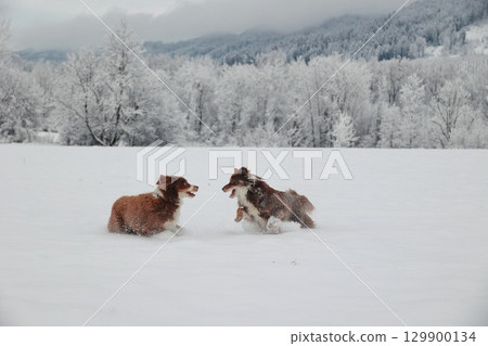 Two dogs playing in the snow 129900134