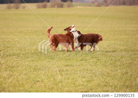 Two dogs are playing in a field 129900135