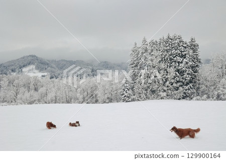 Group of dogs are playing in the snow 129900164