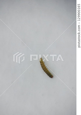 Small brown and black caterpillar is laying on a white surface 129900165