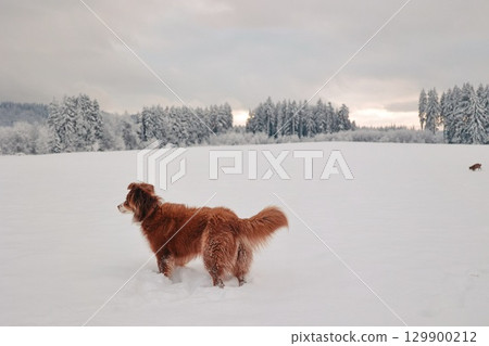 Dog is standing in the snow with its tail wagging 129900212