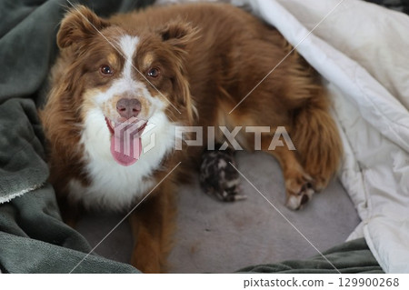 Brown and white dog is laying on a blanket Brown and white dog is laying on a blanket 129900268