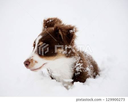 Brown and white dog is in the snow 129900273