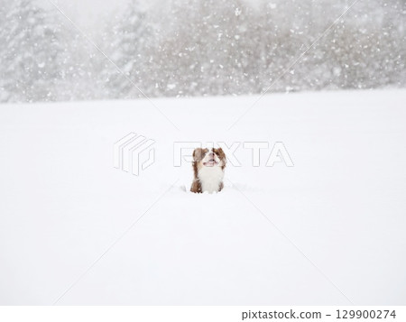 Dog is standing in the snow, looking up at the camera 129900274