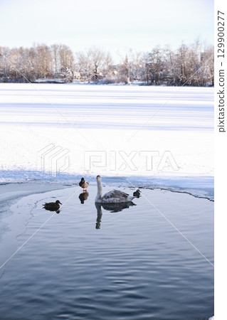 A group of ducks are swimming in a pond A group of ducks are swimming in a pond 129900277