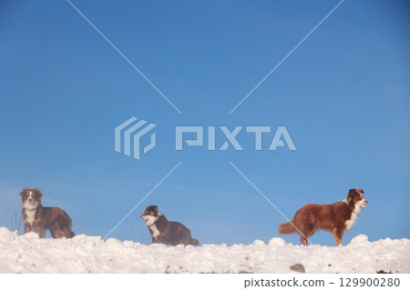 Three dogs are standing on a snowy hill, with one of them looking at the camera Three dogs are standing on a snowy hill, with one of them looking at the camera 129900280