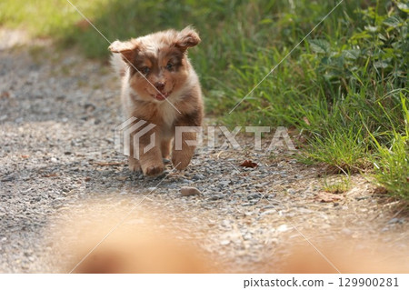 Small brown and white dog is running on a dirt road 129900281