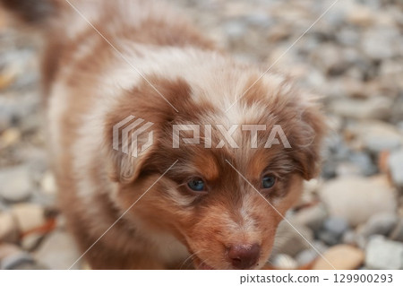Brown and white dog with blue eyes is looking at the camera Brown and white dog with blue eyes is looking at the camera 129900293