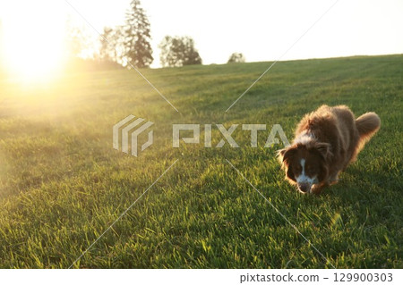 Dog is running through a grassy field with the sun shining on it 129900303