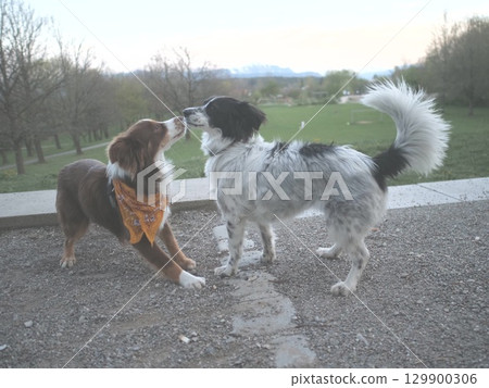 Two dogs are playing together in a park Two dogs are playing together in a park 129900306