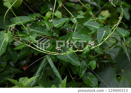 Asclepias flowers, seeds and leaves are medicinal, young shoots are edible 129900313