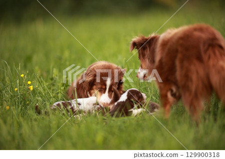 Three dogs are playing in a grassy field 129900318