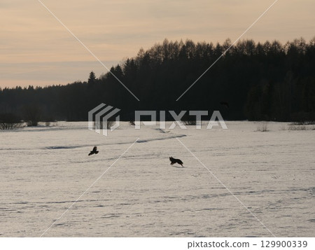 Two birds are running in the snow 129900339
