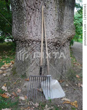 Shovel and a rake are leaning against a tree trunk Shovel and a rake are leaning against a tree trunk 129900361