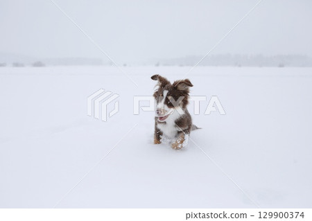 Small dog is playing in the snow 129900374