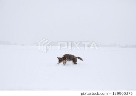 Dog is walking in the snow 129900375