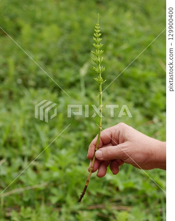 Hand holding a plant stem in a field 129900400
