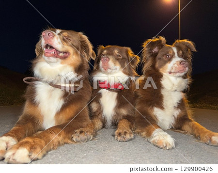 Three brown and white dogs are laying on the ground, smiling 129900426