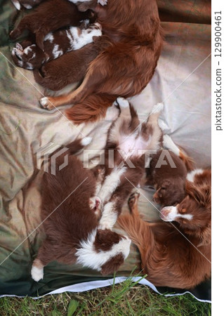 Group of puppies are laying on a blanket, with one of them nursing 129900461