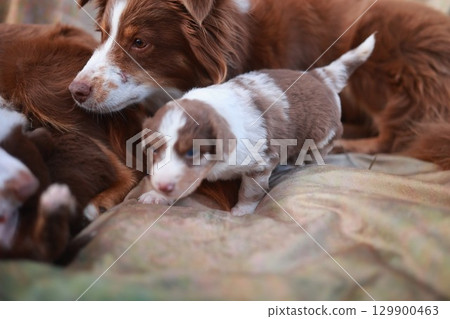 Small brown and white dog is laying on a bed next to a larger dog 129900463