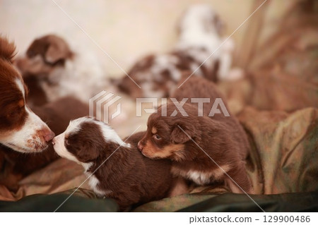 Group of puppies are laying on a blanket Group of puppies are laying on a blanket 129900486