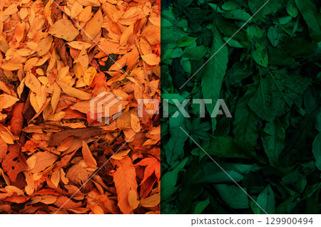 Various fallen leaves and two pieces of paper 129900494