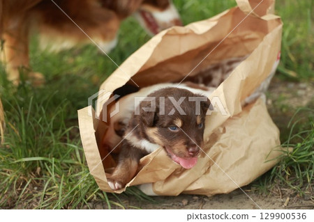 Small brown and white dog is laying in a brown paper bag Small brown and white dog is laying in a brown paper bag 129900536