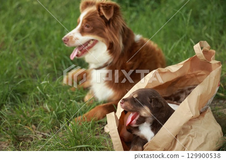 Two dogs are laying in the grass next to a brown paper bag 129900538