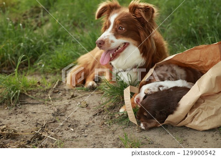 Brown and white dog is laying in a bag Brown and white dog is laying in a bag 129900542
