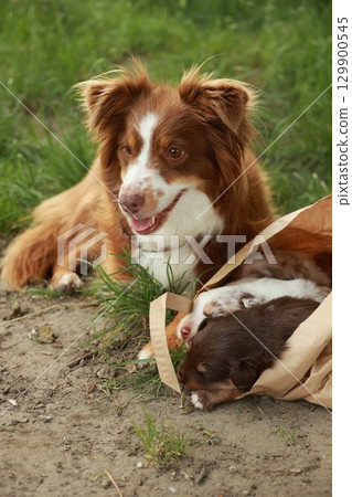 Brown and white dog is laying on the ground next to a brown 129900545