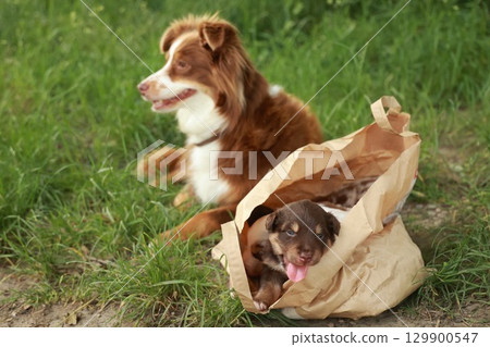 Brown and white dog is laying on the grass next to a brown and white dog 129900547