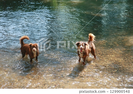 Two dogs are playing in a river Two dogs are playing in a river 129900548