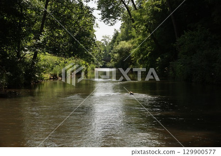 River with a dog swimming in it 129900577