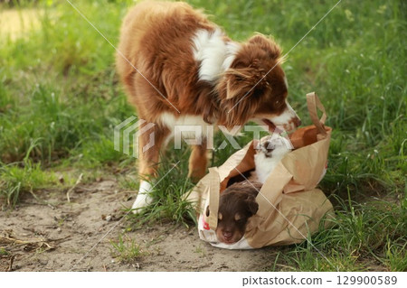 Dog is playing with a baby dog in a bag Dog is playing with a baby dog in a bag 129900589