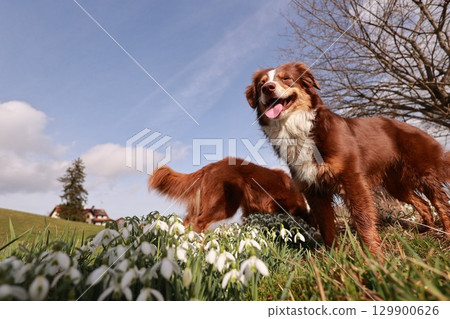 Two brown and white dogs are standing in a field of white flowers 129900626