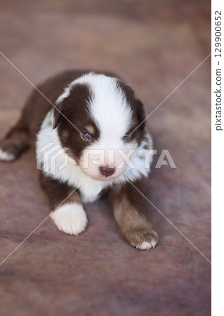 A brown and white puppy is laying on the ground 129900652